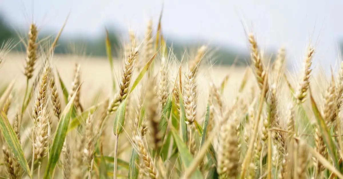 Nachhaltige ernährungswirtschaft
