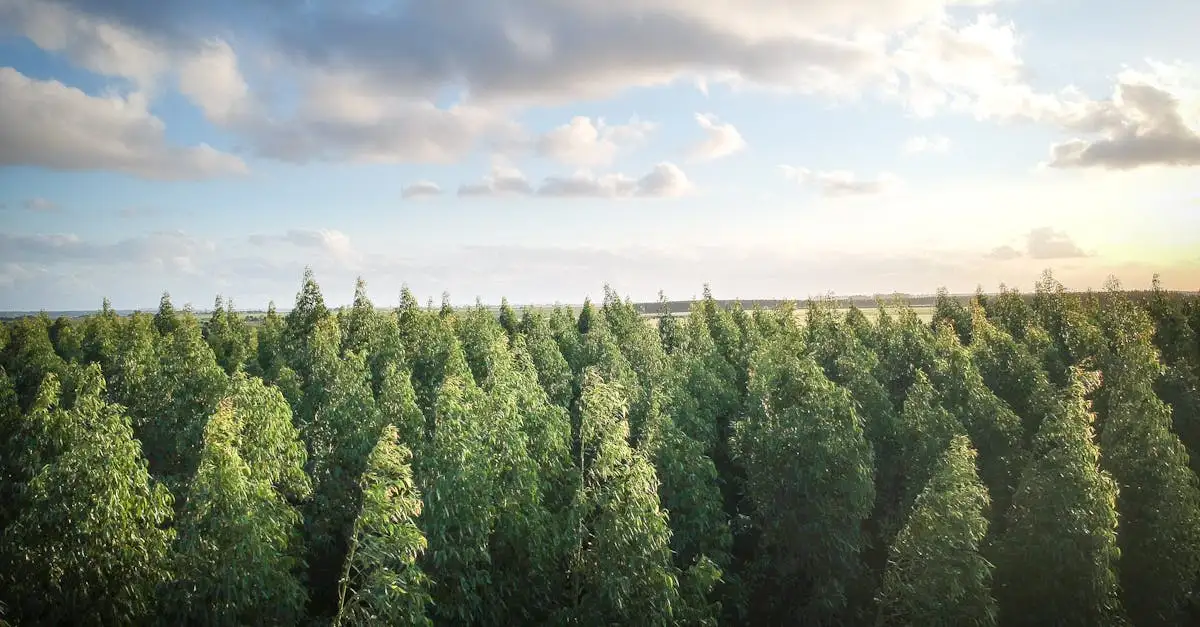 Nachhaltige Forstwirtschaft: Zukunft für den Wald und das Klima