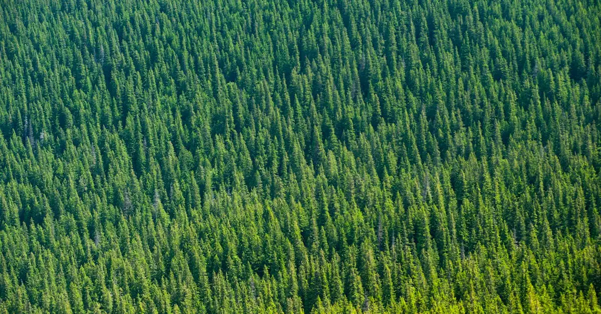 Nachhaltiges holz