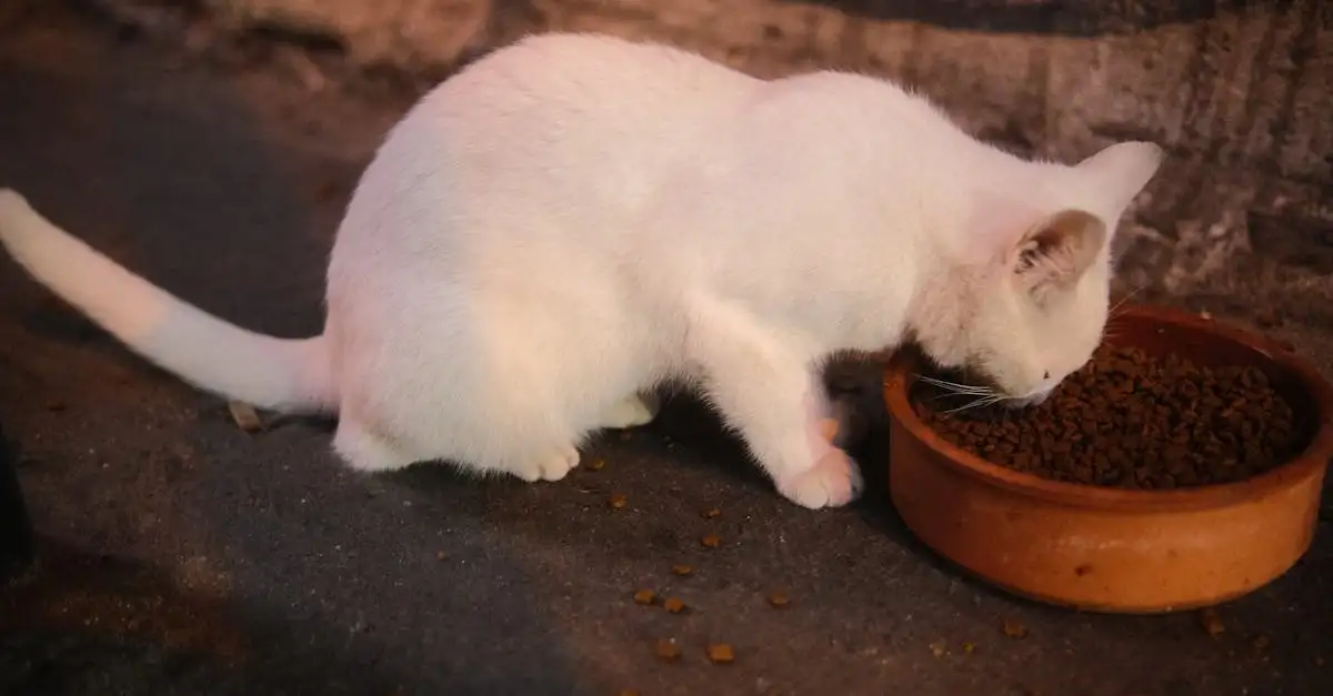Nachhaltiges katzenfutter